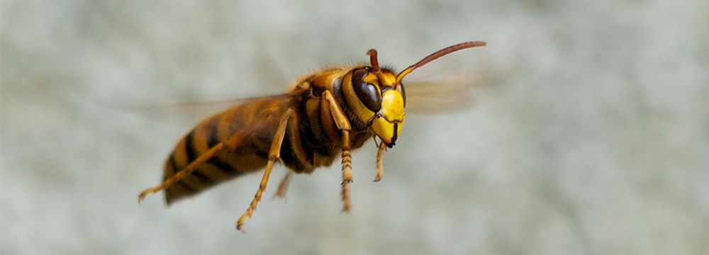 ハチ(スズメバチ等)の駆除