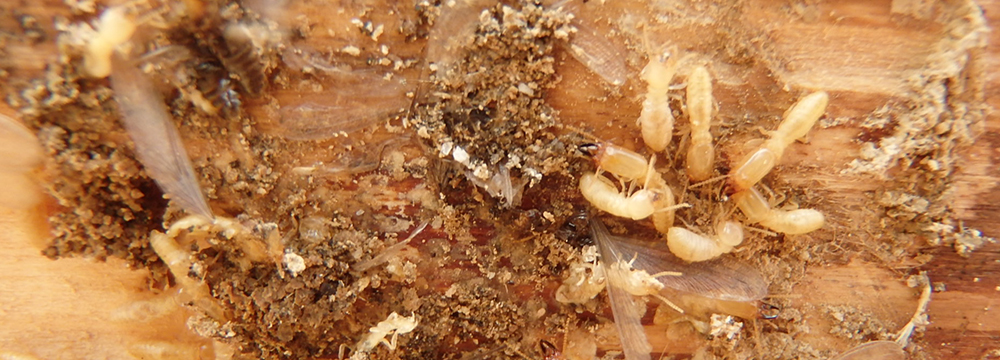 ハチ(スズメバチ等)の駆除