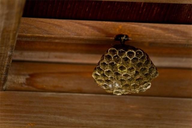蜂が巣を作る環境と品種ごとの特徴について