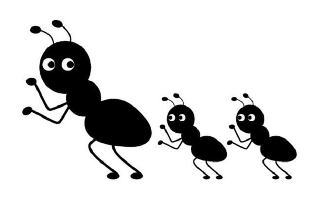 蟻の種類とその被害を知ろう